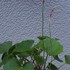 小さな苔庭　2018