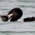 野鳥「わたしの野鳥図鑑」