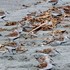 野鳥「わたしの野鳥図鑑」