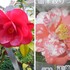 桜旅 2018年の場合 ～新潟 瀬波温泉 ＆ 湯田上温泉の桜とその他の花たち～