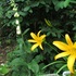 過去投稿した庭の花３