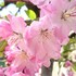 2017年1～4月　我が家の庭で咲いたお花