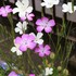 2016年　花壇を飾ってくれた花たち