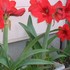 2000年～我が家の四季の花々(庭、鉢)