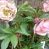 2000年～我が家の四季の花々(庭、鉢)
