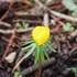 お気に入りの山野草　①