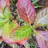 初冬の紫陽花（パーティーライン）二度咲きと山茶花開花の妙