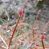 うちの草花・盆栽・山野草2016