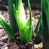 多肉植物　サボテン類　2018