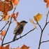 野鳥、蝶、など