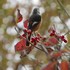 野鳥、蝶、など