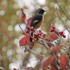 野鳥、蝶、など