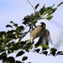 野鳥、蝶、など