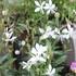 庭の白い花