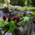 春の山野草