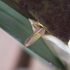 Restrepia muscifera　エクアドル産