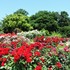 県立磐田農高バラ園