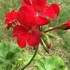 Geranium