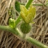 2012年　　我が家の畑で栽培されている夏野菜