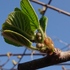 我が家の野菜