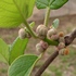 我が家の野菜