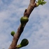 我が家の野菜