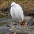 外出先　で　出会った鳥達