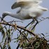 外出先　で　出会った鳥達