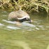 外出先　で　出会った鳥達