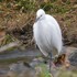 外出先　で　出会った鳥達