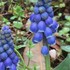 ２０１６．　３月末から５月に咲いたお花