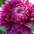 DAHLIA　GARDEN