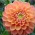 DAHLIA　GARDEN