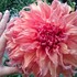 DAHLIA　GARDEN