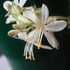 花と葉を愛でる植物