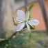 花と葉を愛でる植物