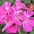 Geranium