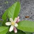 １０月の花。