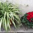 観葉植物の寄せ植え