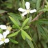 庭・花壇のお花