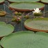 京都府立植物園   2016.9.19