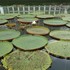 ２０１６年兵庫県立フラワーセンターの花