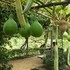 京都府立植物園   2016.9.19