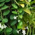 Madagascar jasmine 2017