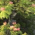 うちの草花・盆栽・山野草2018