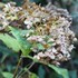 初冬の紫陽花（パーティーライン）二度咲きと山茶花開花の妙