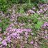 京都府立植物園の四季折々