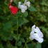 夏の庭・夏の花