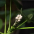 うちの草花・盆栽・山野草2017