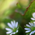 うちの草花・盆栽・山野草2018